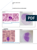 Taller 2 Morfologia Celular