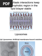 Download Cell Membrane_corrected by Sheena by Jasmine Yi SN49615452 doc pdf