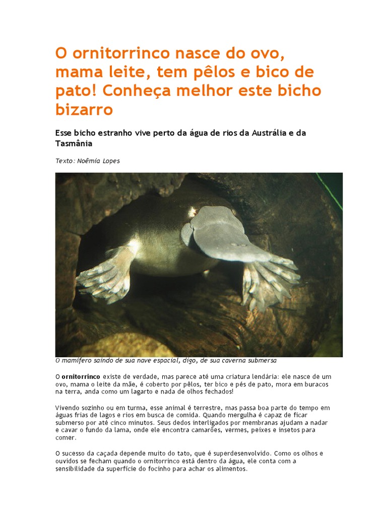 Este é o Perry o Ornitorrinco? : r/bluey, image size:768x1024