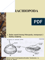 (9) Brachiopoda