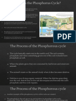 What Is The Phosphorus Cycle