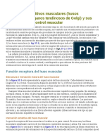 Receptores Sensitivos Musculares (Husos Musculares y Órganos Tendinosos de Golgi) y Sus Funciones en El Control Muscular