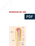 AnatomiaderaiztalloyhojaBdV