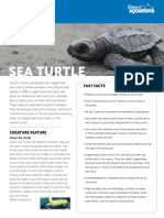 Sea Turtle: Fast Facts