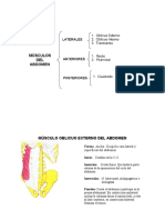 Musculos Del Abdomen