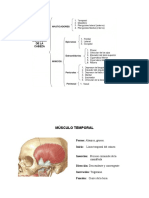 Músculos de La Cabeza