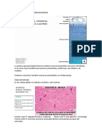 Práctica Histología Organografía