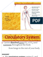 Circulatory System: Artery Vein Capillary
