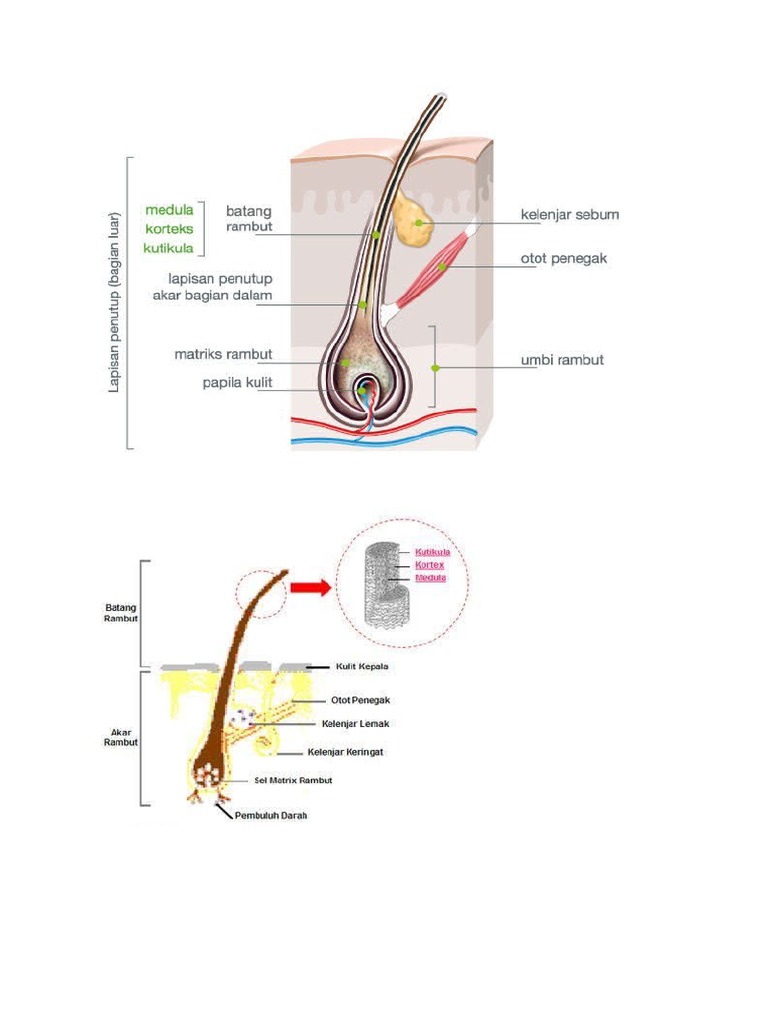 Anatomi Rambut, Kuku, Dan Kulit | PDF