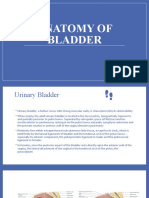 Anatomy of Bladder