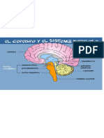 Cerebro y Su Sistema Nervioso