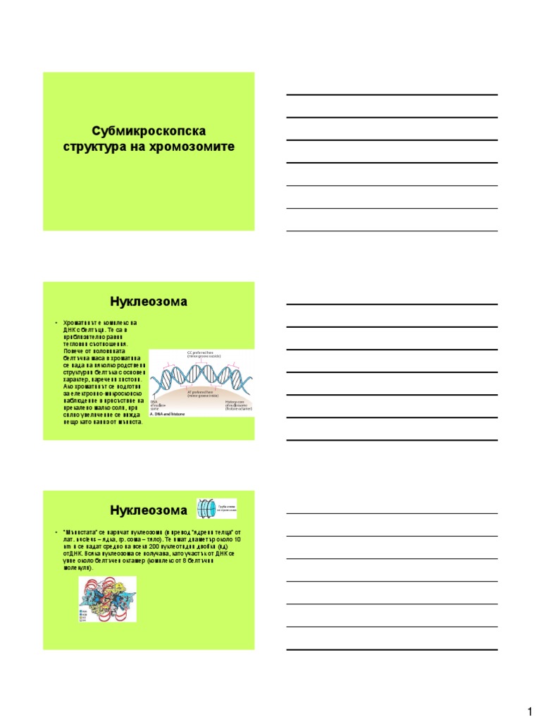6. Организация на ген. материал-хромозоми - 2018 | PDF