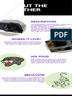 Description About The Panther