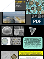 PowerPoint - Plankton Lesson and Review