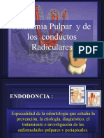 Anatomía pulpar y conductos radiculares en endodoncia