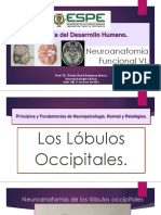 Lobulos Occipitales.