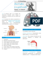 Anatomia Do Sistema Respiratório No Período Neonatal COANATO