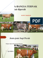 Jenis-jenis Sapi dan Kambing Perah