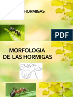 Las Hormigas Juan Pablo Lopez