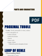 Nephron Parts and Characters