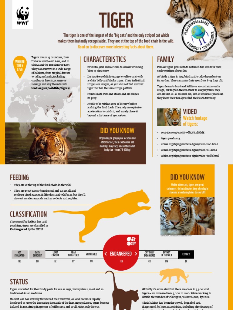 Tiger Fact Sheet | PDF | Tiger | Endangered Species