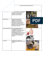 Glosario Sistema Endocrino