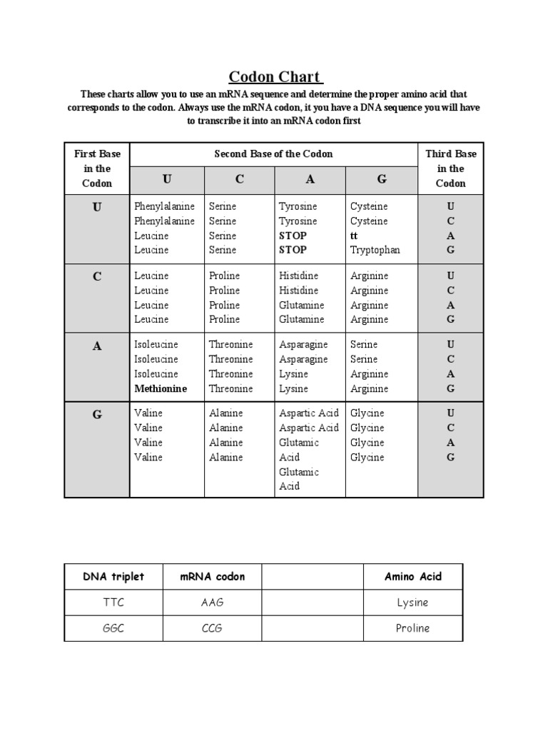 Codon Chart: U C A G U | PDF | Genetic Code | Molecular Biophysics
