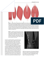 Muscle Architecture and Injury Patterns