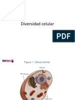 970780_15_uuCZxPRk_diversidadcelular