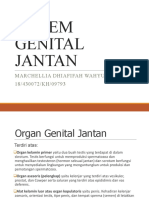 Sistem Genital Jantan - Marchellia D W - 09793