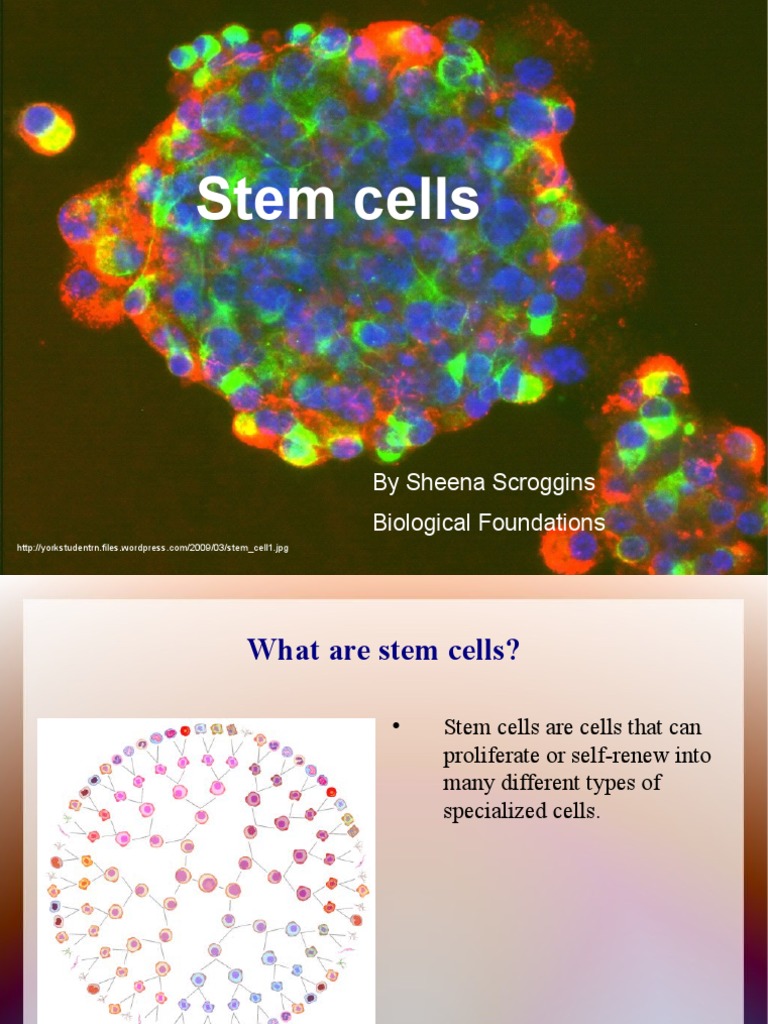 Understanding Stem Cells and Their Uses | PDF | Stem Cell | Embryo