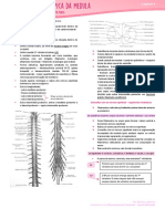 Anatomia Macroscópica Da Medula