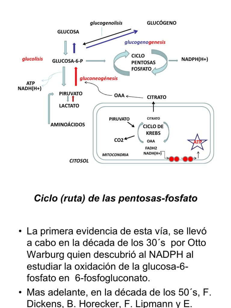 rutas de pentosas fosfato Nicotinamida Adenina