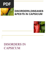 Download Pests and diseases of Bell pepper by syamkavitha SN49703756 doc pdf
