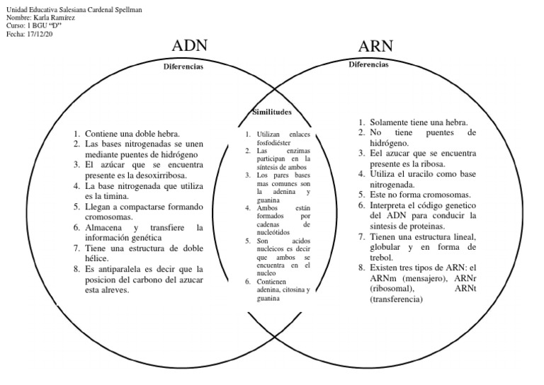 Formato Diagrama de Venn | PDF | Rna | Biosíntesis