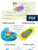 La celula y Cloroplastos