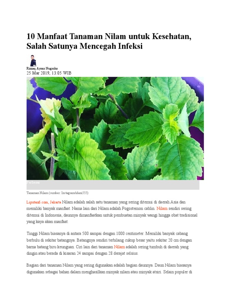 10 Manfaat Tanaman Nilam yang Luar Biasa untuk Kesehatan dan Kehidupan Sehari-hari