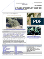 Fiche Presentation Simmondsia Chinensis