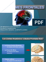 CLASE 2.1 Neuroanatomia SIND FRONTALES