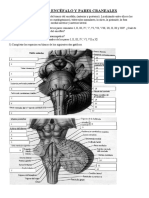 TP 4 Neuro 2doc 2020