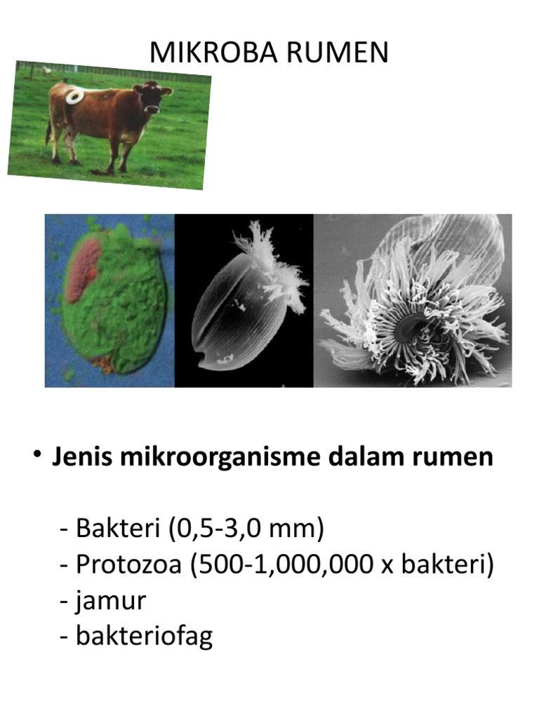 Mikroba Rumen | PDF