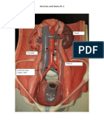 Arteries-and-Veins-Pt-2