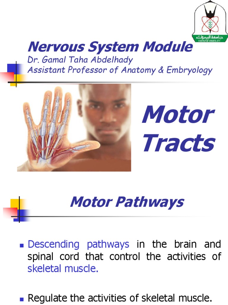 Overview of Spinal Motor Tracts | PDF | Motor Neuron | Spinal Cord