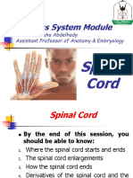 YU - CNS - Spinal Cord Morphology