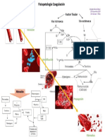 Esquema-Fisiopatologia-Coagulación