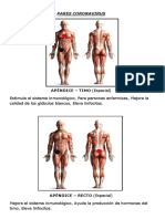 Timo y apéndice mejoran sistema inmunológico contra coronavirus