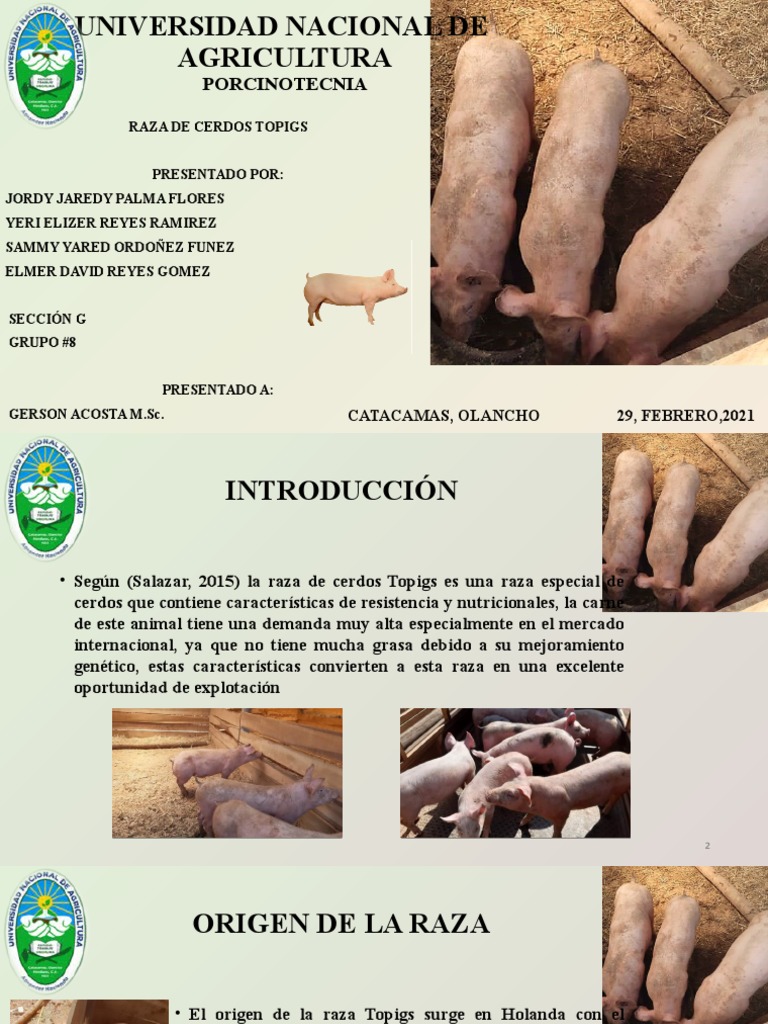 Raza de Cerdos Topigs: Características y Genética | PDF | Cerdo ...