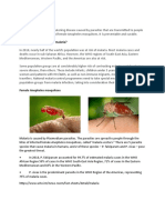 What Is Malaria, Who Is at Risk, Mosquito