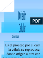 Division Celular