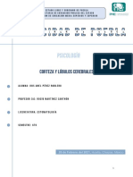 2 CORTEZA CEREBRAL PDF